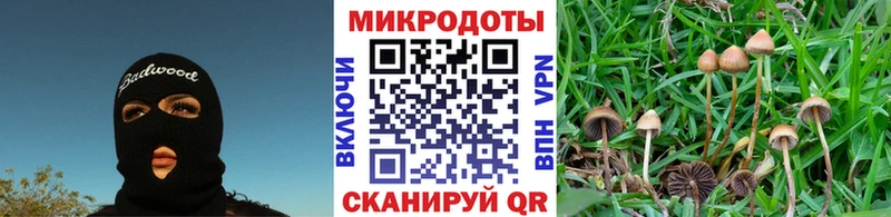 Псилоцибиновые грибы Psilocybe  Сурск 